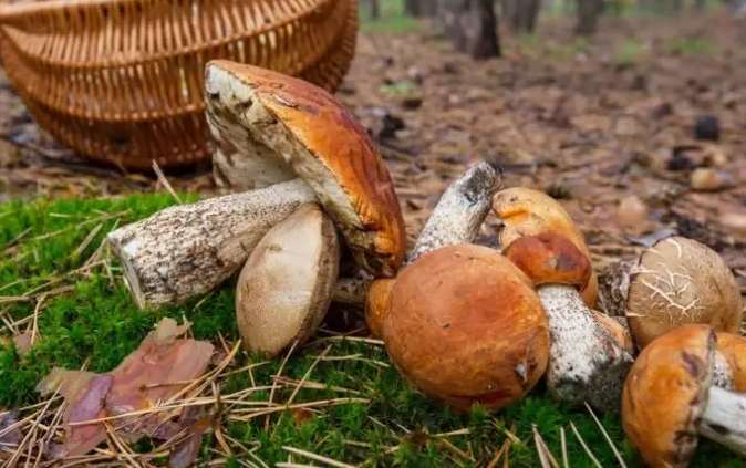 recetas de otoño 11